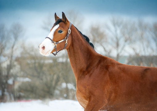 bay holsteiner horse portrait in briddle on sky background