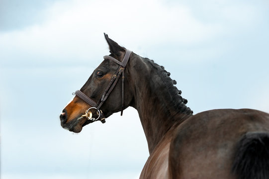 holsteiner horse portrait in briddle on sky background