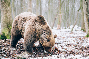 Portrait of a beautiful brown bear in the forest