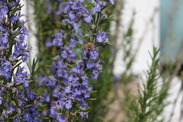 Wildbiene auf Rosmarinblüte