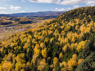 yellow trees in the mountains
