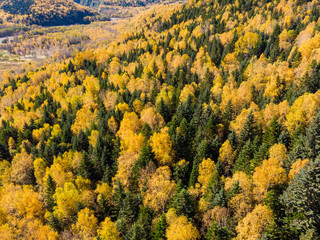 field of yellow trees