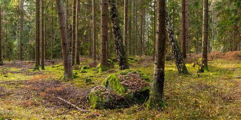 Obraz premium Forest