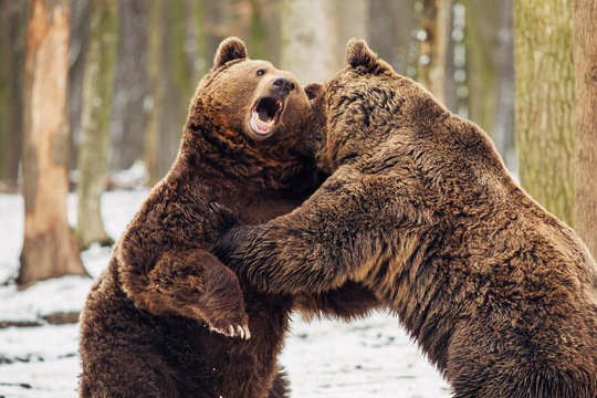 Brown bear fight in the forest