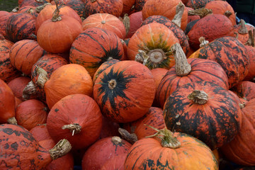 pumpkins for sale at farmers market. a large number of small orange pumpkins. pumpkin picture for use as a background. linear perspective view