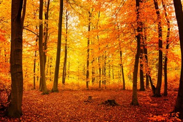 Gelbrot verfärbter Buchenwald im Herbst mit sehr hohen Bäumen
