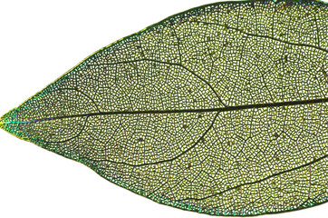 transparent decorative leaves, leaf skeleton isolated on white background