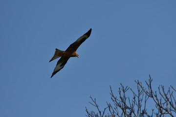 Red Kite  Ofordshire