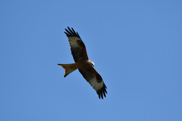 Red Kite  Ofordshire