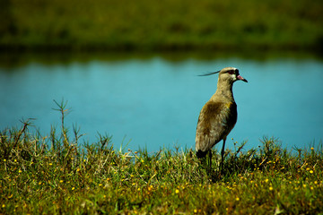 bird in the grass