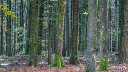 Fototapeta na wymiar Forêt