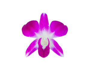 Close-up Pink Orchid isolated on the white background with clipping path