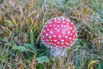 Roter Fliegenpilz