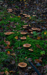 Champignons