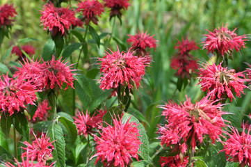 In the garden it blooms Monarda didyma