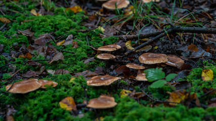 Champignons
