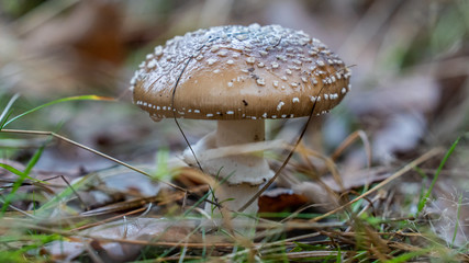 Champignon