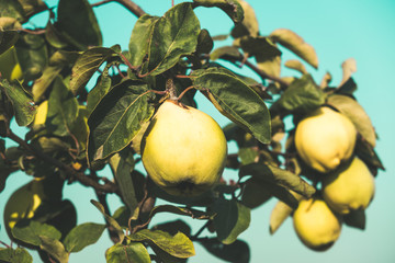 Fresh ripe quince hanging on a branch in the orchard