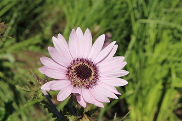 Mauve and purple 