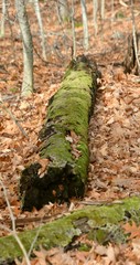Tronc d'arbre mort en forêt