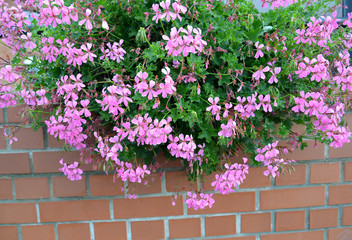Fototapeta na wymiar Flowering pelargonia is ivy-like (Pelargonium peltatum (L.) L 'Her. Ex Ait.) against the background of a brick wall