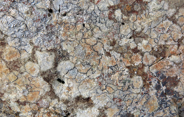 Krustenflechten auf Fels - crustose lichen on stone