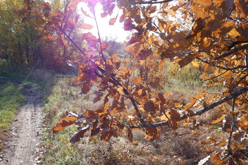 дубовая ветка