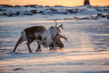 Renifery na Spitsbergenie © blackspeed