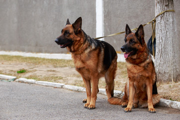 Two dogs breed German Shepherd