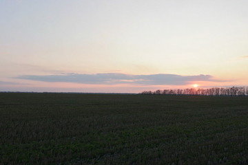 Fototapeta na wymiar sunset over green field Ukraine
