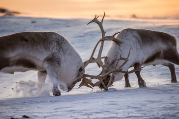 Renifery na Spitsbergenie © blackspeed