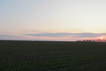 sunset over green field Ukraine