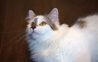 beautiful cute fluffy white cat with a spot