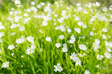 Stellaria holostea. Wild white spring flowers in grass