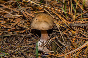 Mushroom Rhodocollybia butyracea. Young fungus Rhodocollybia butyracea in a pine forest. Young mushroom closeup. Selective focus. Shallow depth of field.