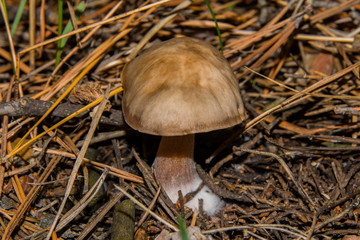 Young fungus Rhodocollybia butyracea in a pine forest. Mushroom close-up. Selective focus. Shallow...