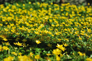 Yellow flowers nature