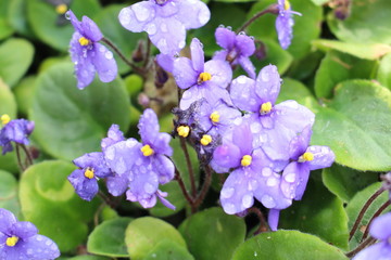  "African Violet" flower with raindrops in St. Gallen, Switzerland. Its Latin name is Saintpaulia Ionantha, native to Tanzania and Kenya.