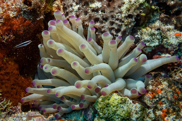 sea anemone in the caribbean	
