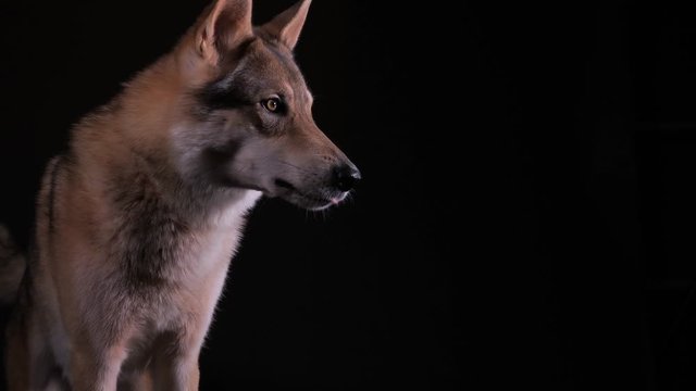 Ein Hybrid aus Schäferhund und Wolf, ein tschechoslowakischer Wolfshund, bellt und zeigt die Zähne. Studio mit schwarzem Hintergrund, 50 fpm, viele Einzelszenen