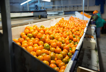Industrial production sorting line of citrus fruits in packing plant © JackF