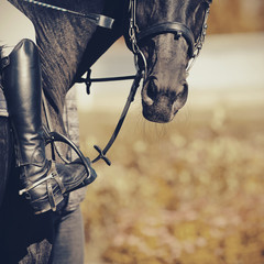 Equestrian sport. The muzzle is sports black stallion in the bridle.The leg of the rider in the...