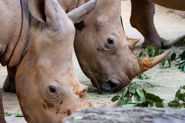 Obraz premium Portrait of an endangered white rhino shot in Singapore Zoo in day time which sunlight