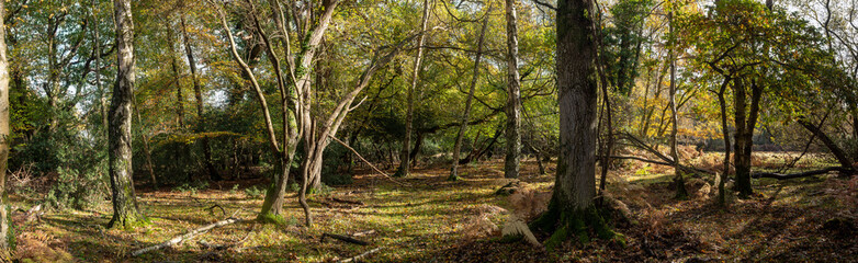 Autumn in the new forest, hampshire