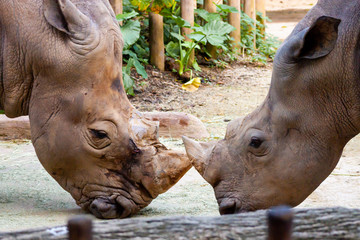 Portrait of an endangered injured white rhino shot in Singapore Zoo in day time which sunlight © mktuteja