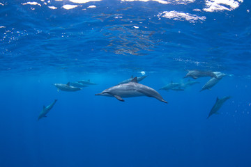 spinner dolphin, stenella longirostris, Mauritius island