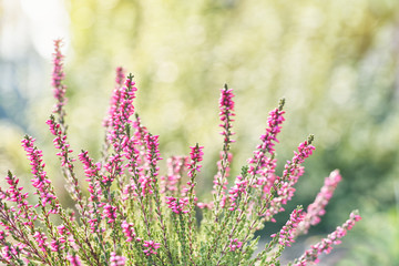 Heather flowers. Bright natural colorful background.