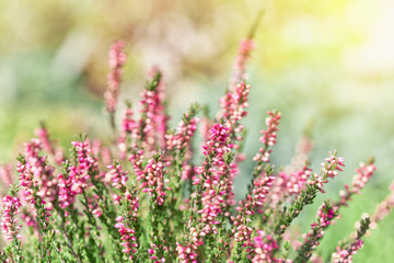 Heather flowers. Bright with sunny reflection natural defocused background.