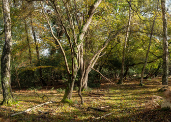 Obraz premium Autumn in the new forest, hampshire