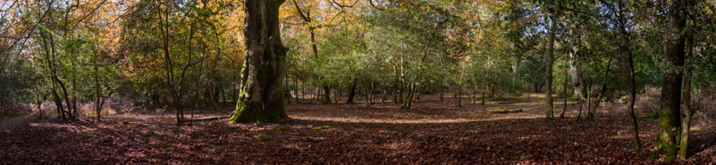 Obraz premium Autumn in the new forest, hampshire